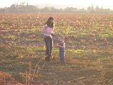 Pumpkin Field - Jefferson, October 3rd, 2004