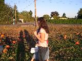 Pumpkin Field - Jefferson, October 3rd, 2004