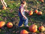 Pumpkin Field - Jefferson, October 3rd, 2004