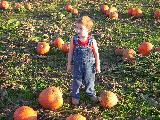 Pumpkin Field - Jefferson, October 3rd, 2004