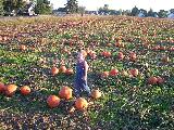 Pumpkin Field - Jefferson, October 3rd, 2004