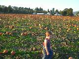 Pumpkin Field - Jefferson, October 3rd, 2004