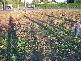Pumpkin Field - Jefferson, October 3rd, 2004