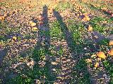 Pumpkin Field - Jefferson, October 3rd, 2004