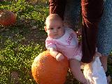 Pumpkin Field - Jefferson, October 3rd, 2004